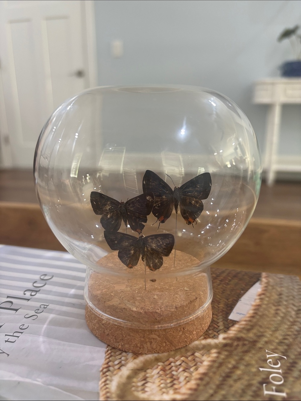 Preserved butterfly’s in glass dom